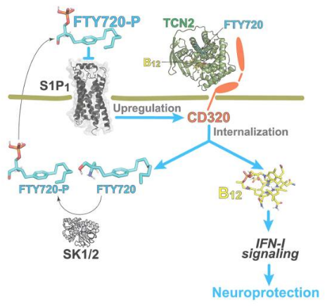 Cell Rep：科學(xué)家揭示維生素B12缺乏癥和人類多發(fā)性硬化癥的相似性